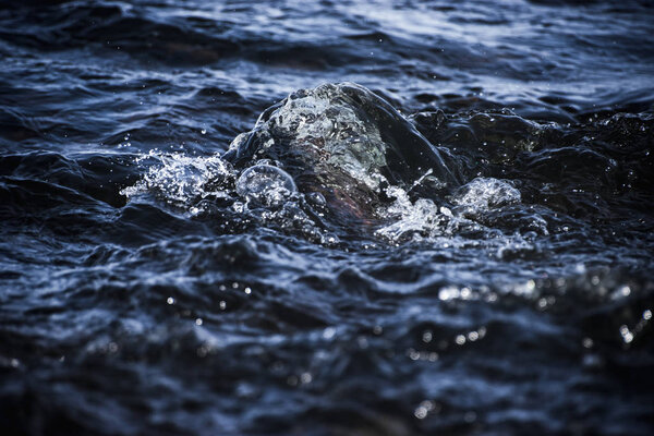 Весеннее наводнение Дальневосточного хребта
