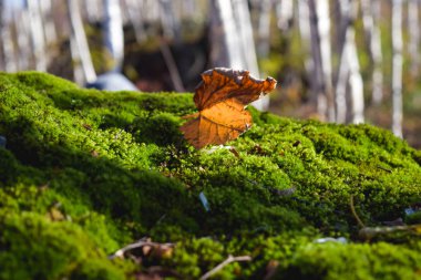Kuru huş yaprağı yeşil yosun