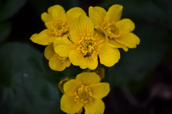 Неизвестные желтые цветы — стоковое фото