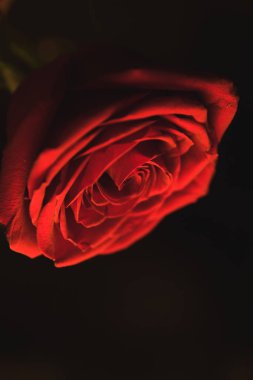 Siyah bir arka plan üzerinde kırmızı çiçek gül