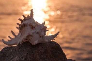 Batan güneşin ışınları Seashell