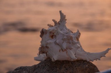 Batan güneşin ışınları Seashell