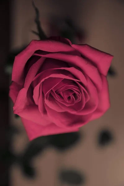 Czerwona róża godło smutek — Zdjęcie stockowe