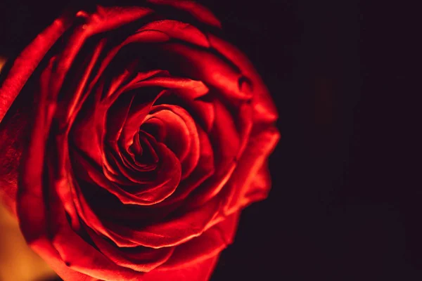 Rote Rose als Symbol der Traurigkeit — Stockfoto