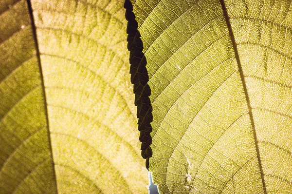 Uma folha de uma árvore brilhou com os raios do sol — Fotografia de Stock
