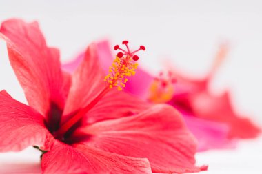 Makro fotoğrafçılık hibiscus çiçek
