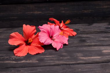Hibiscus çiçek siyah kurullarında