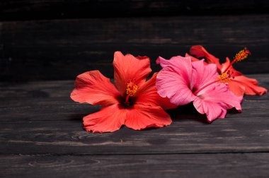 Hibiscus çiçek siyah kurullarında