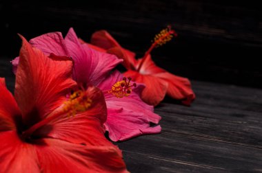 siyah bir zemin üzerine kırmızı hibiscus çiçek