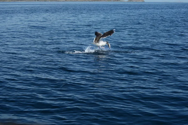 Seagull vissen in Noorwegen — Stockfoto