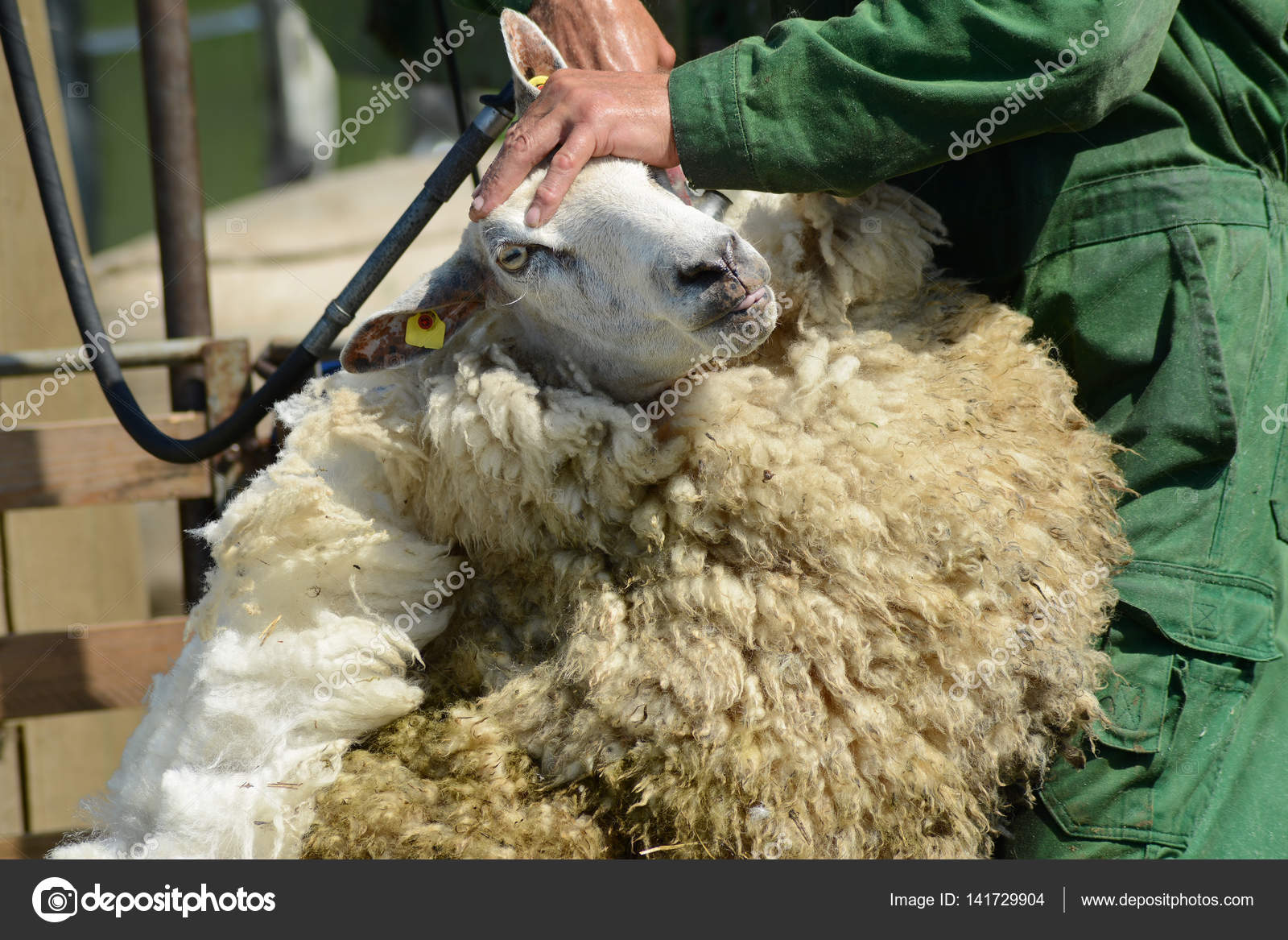 White Sheep Shearing — Stock Photo © rostislavkral 141729904