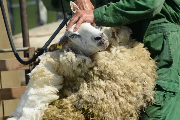 Cizalla de oveja blanca —  Fotos de Stock