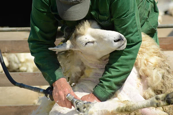 Cesoiatura ovini bianchi Fotografia Stock