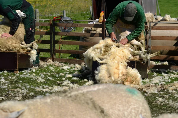 Cesoiatura ovini bianchi Foto Stock