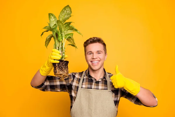 도자기 농업 손을 잡고 dieffenbachia 기쁨 perfe를 완료 — 스톡 사진