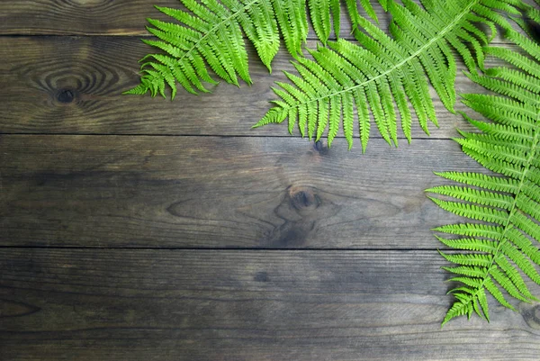 Orman fern arka plan üzerinde 