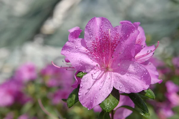 Pink azalea flower — Stock Photo, Image
