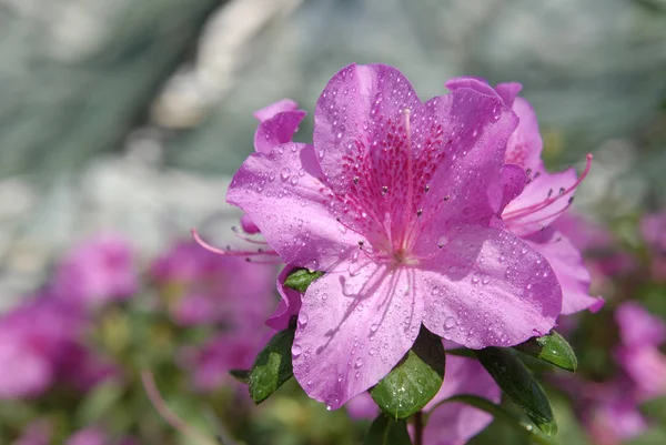 pembe açelya çiçek