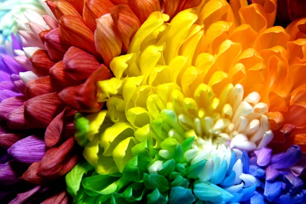 Beautiful chrysanthemums of different colors — Stock Photo, Image