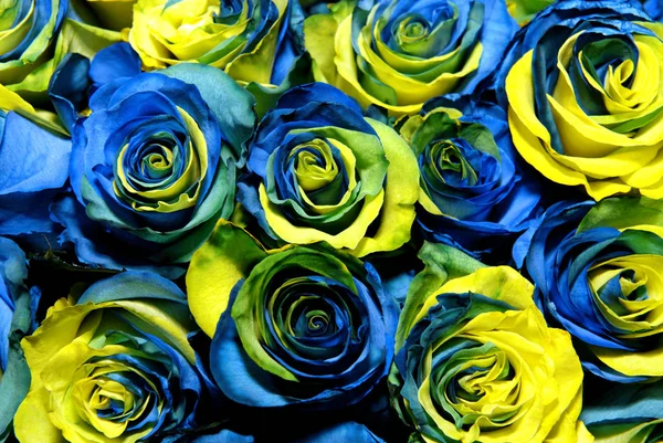 Fantásticas rosas amarillas y azules — Foto de Stock