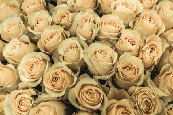 Duża Ilość Świeżych Róż Śmietankowych Bukiecie Zbliżenie Tekstury Tła — Zdjęcie stockowe