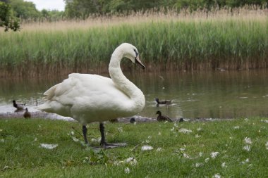 nehir yakınındaki sudan güzel Beyaz kuğu