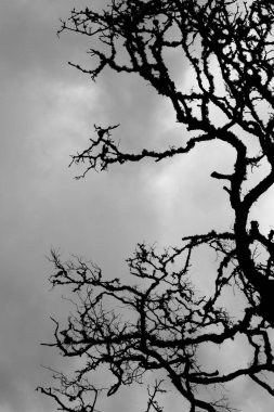 Kuru ölü ağaç dallı