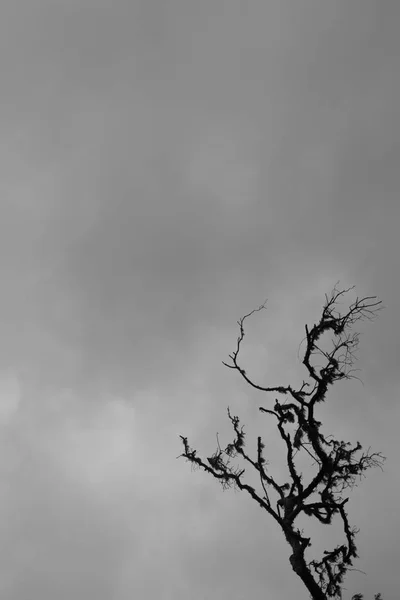 Сухие ветви мертвого дерева — стоковое фото