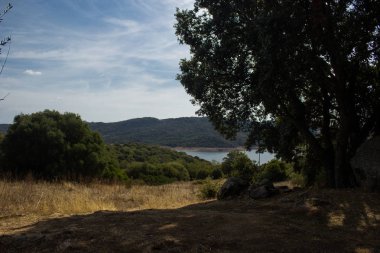 Olivastro Millenario - Sardenia (Sarnidia), İtalya ağacında bin yaşında