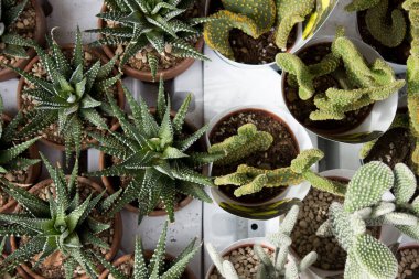 Dekorasyon için lezzetler ve kaktüsler