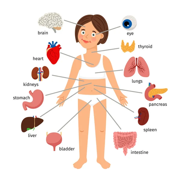 Girl internal organs. Female human internal organs on girl body infographic diagram for childrens education — Stock Illustration Girl internal organs. Female human internal organs on girl body infographic diagram for childrens education Stock Illustration