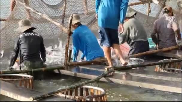 Boeren zijn oogsten Vietnamese catfish of pangasius op de mekong rivier — Stockvideo