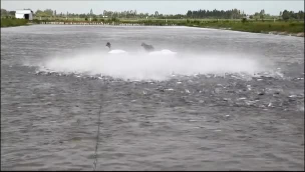 Bauern füttern vietnamesischen Wels oder Pangasius am Mekong — Stockvideo