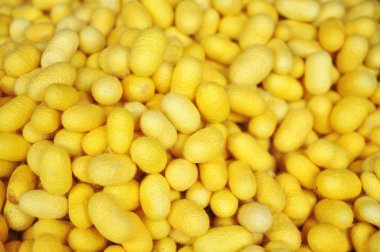 Sarı koza ipek Asya'da yapmak için ipekböceği