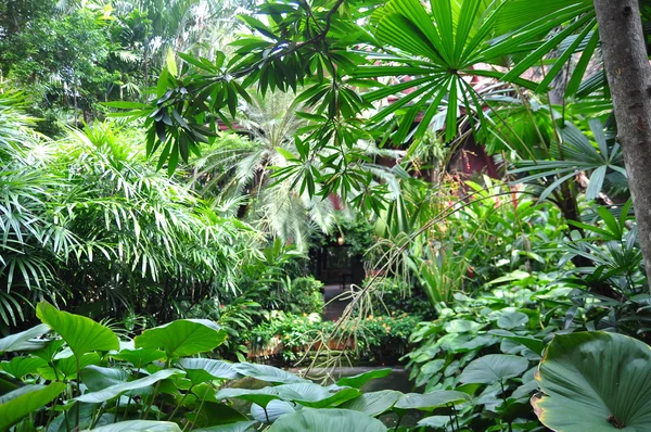 Green tropical garden in asia — Stock Photo, Image