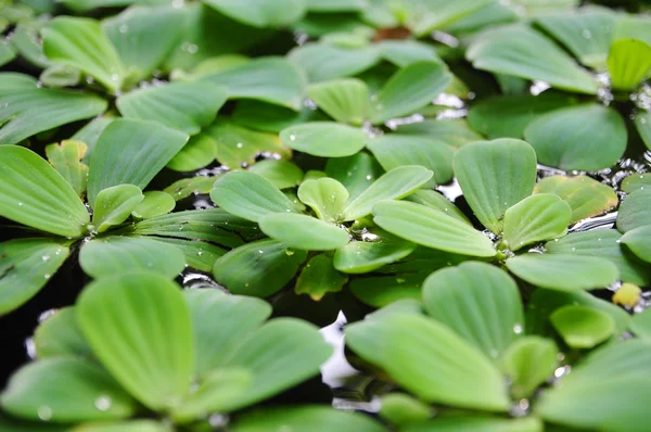 Erva-daninha verde na água na Ásia — Fotografia de Stock