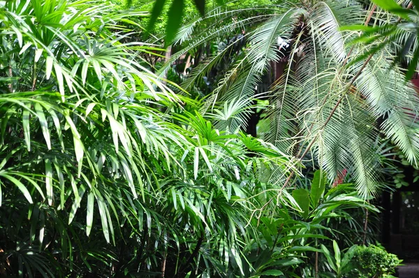 Zielony ogród tropikalny w Azji — Zdjęcie stockowe