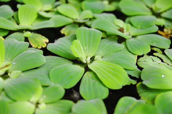 stock image Green duckweeds on water in asia