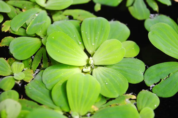 Erva-daninha verde na água na Ásia — Fotografia de Stock