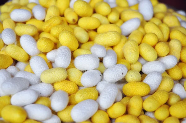Cocoons of silkworm for making silk in asia — Stok Foto