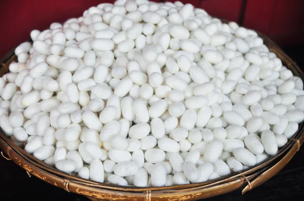 Kepompong putih ulat sutra untuk membuat sutra di asia — Stok Foto