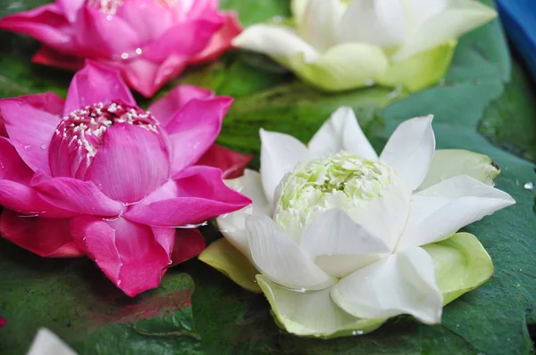 Colorful lotus flower on water for Buddha in Thailand — Stock Photo, Image