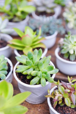 Asya'da bir etli bitki