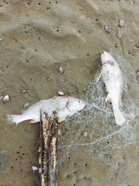 Cesedi ölüm balık balık ağı sahilde sıkışmış