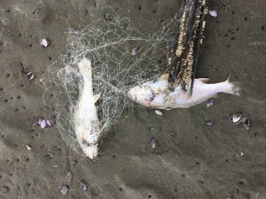 Cesedi ölüm balık balık ağı sahilde sıkışmış