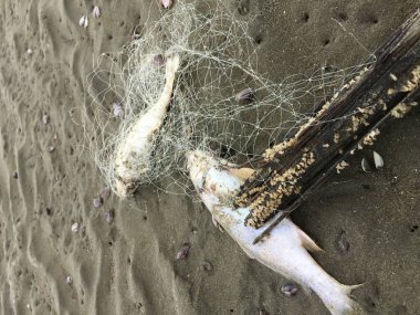 Cesedi ölüm balık balık ağı sahilde sıkışmış