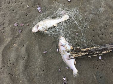 Cesedi ölüm balık balık ağı sahilde sıkışmış