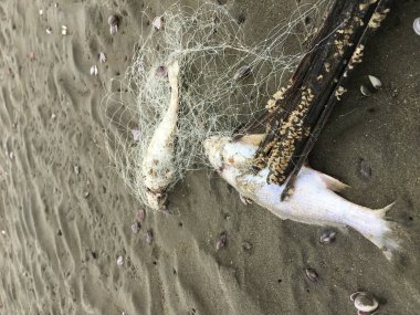 Cesedi ölüm balık balık ağı sahilde sıkışmış