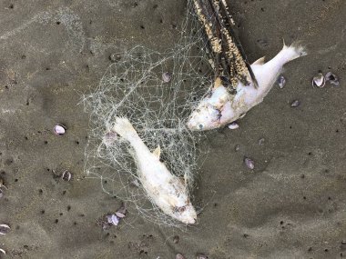 Cesedi ölüm balık balık ağı sahilde sıkışmış