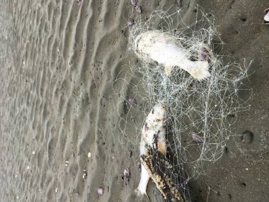 Cesedi ölüm balık balık ağı sahilde sıkışmış